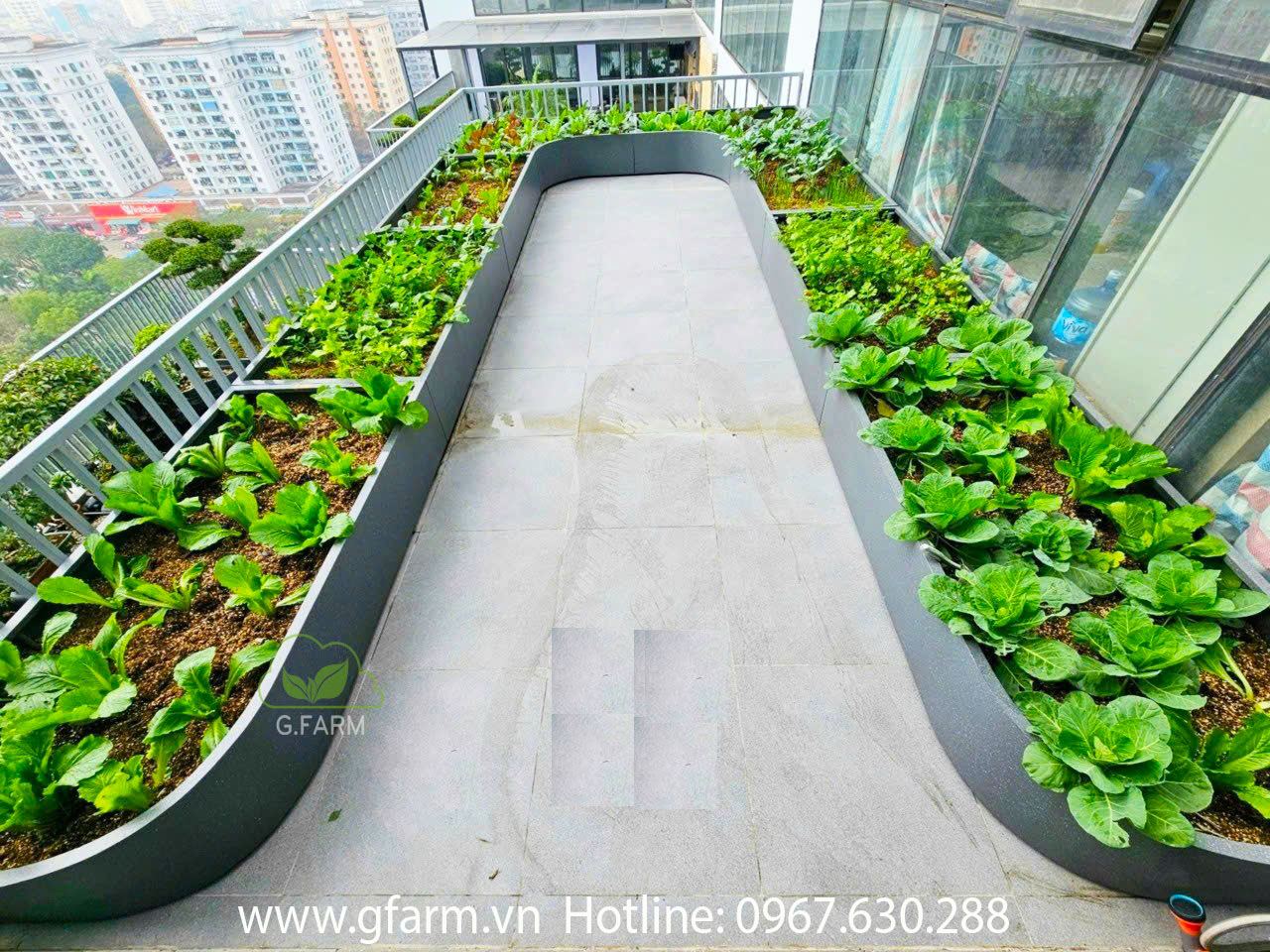 Thi công vườn rau sạch tại Hà Nội bằng chậu composit cao cấp