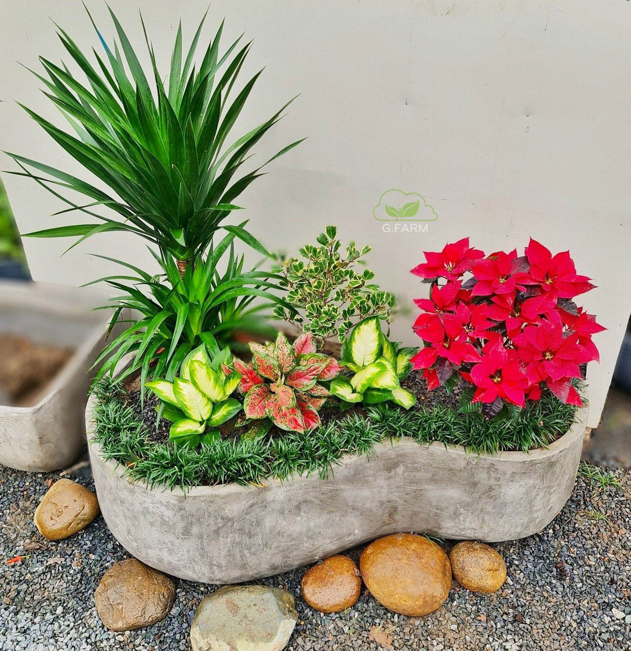 Vườn chị Ngân - Bồ Đề