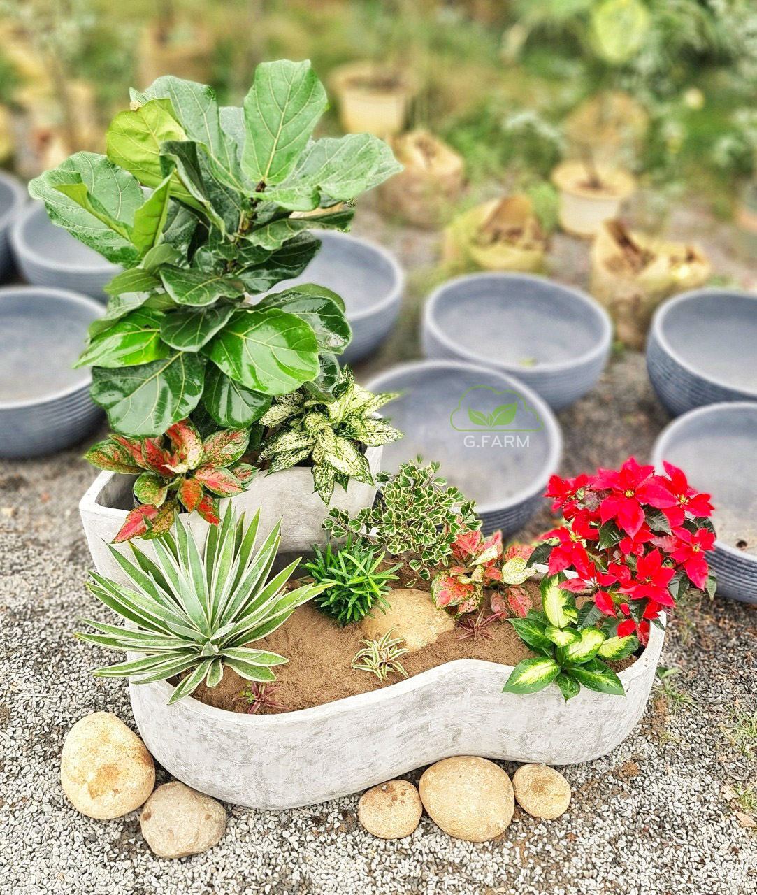 Tiểu cảnh chậu xi mặng nhỏ