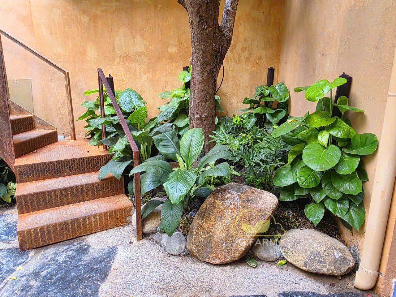 Thiết kế vườn Tropical đẹp – Xu hướng sân vườn được yêu thích tại Hà Nội