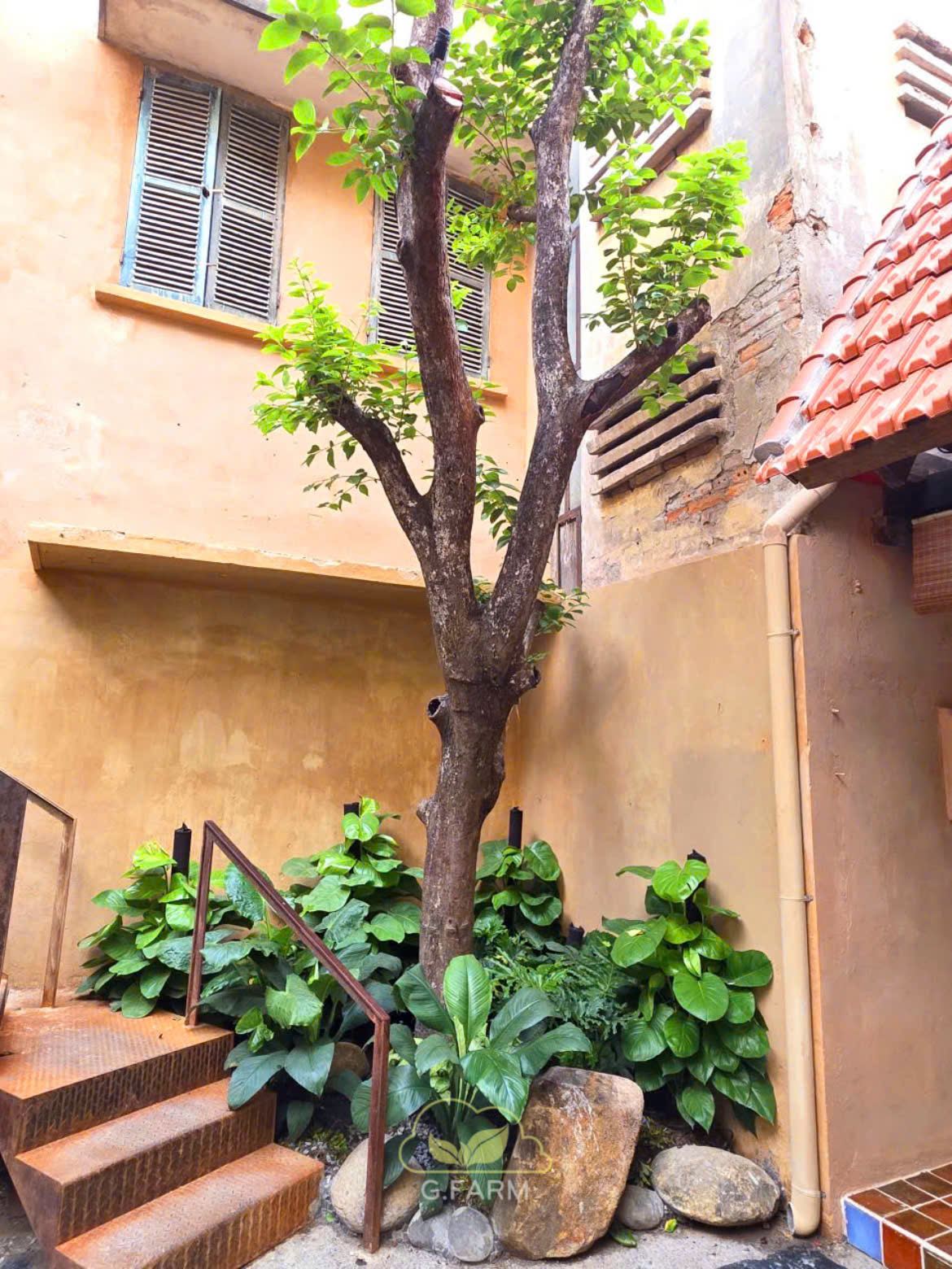 Sân vườn nhà phố