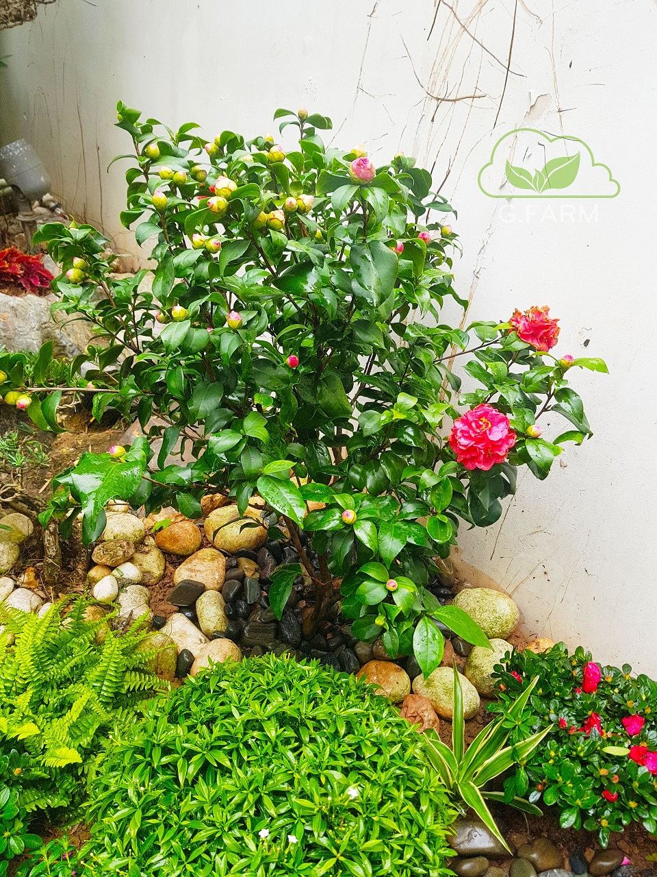 Thiết kế và thi công sân vườn biệt thự đẹp
