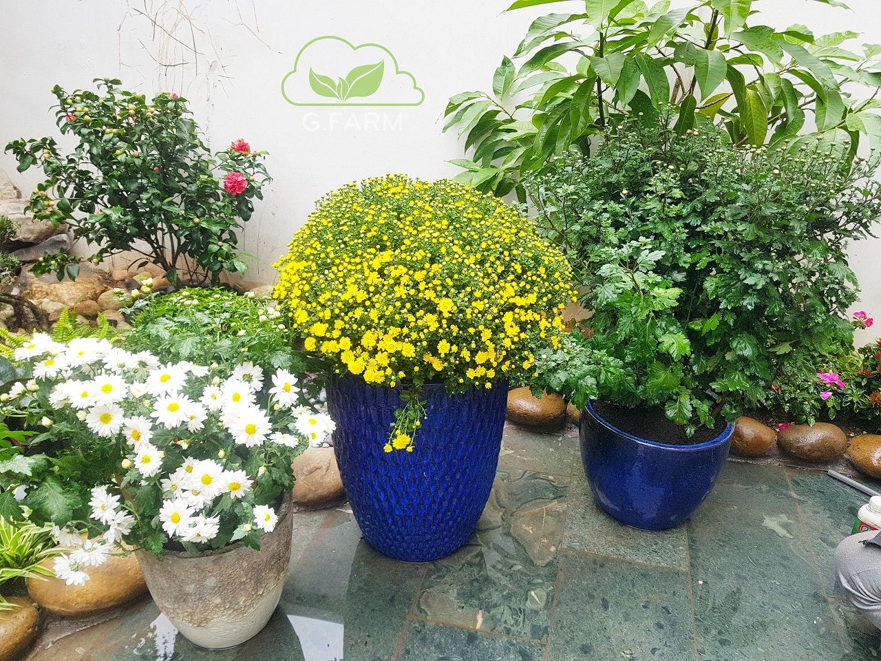 Thiết kế và thi công sân vườn biệt thự đẹp