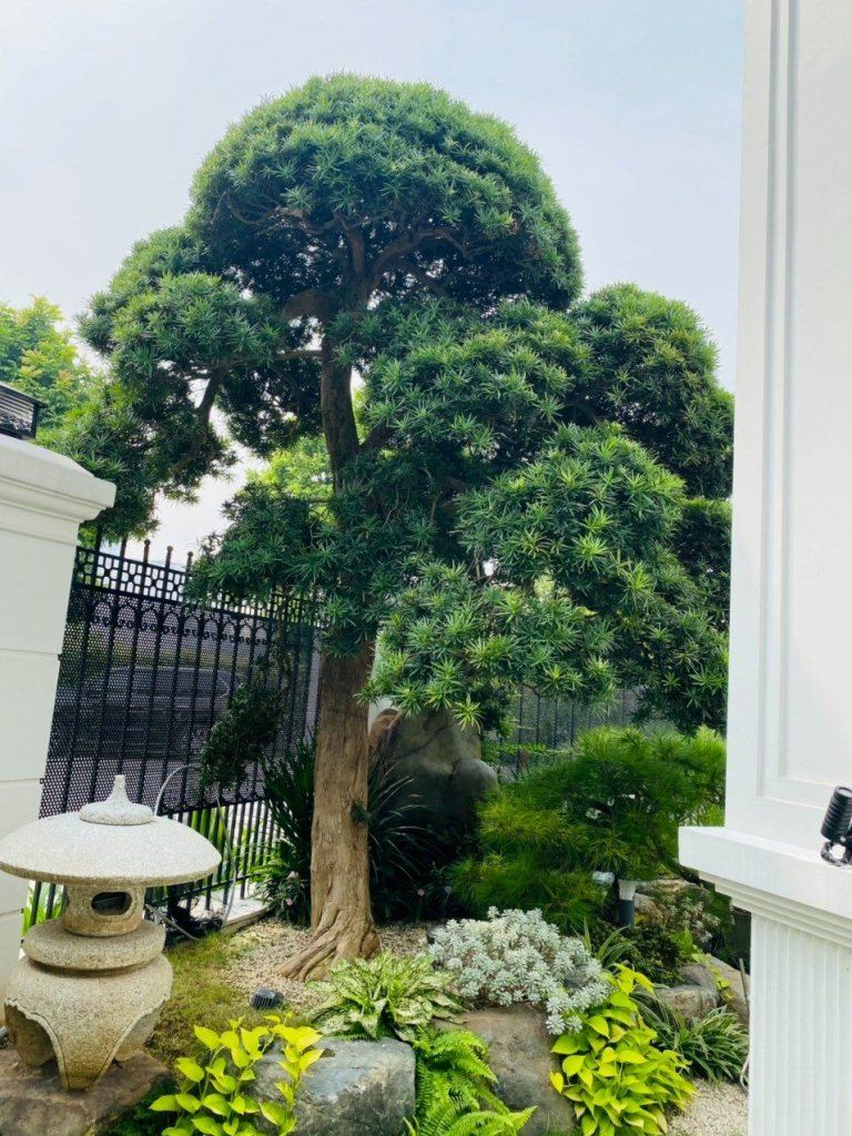 vườn biệt thự đẹp Hà Nội