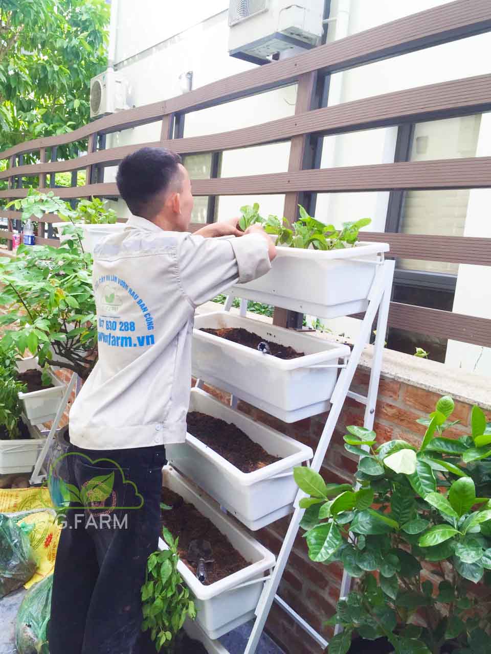 Thiết kế vườn rau sân thượng tại Hà nội