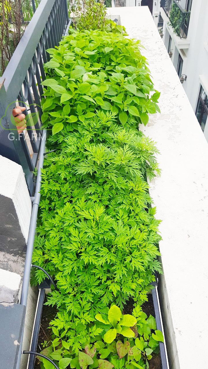 Thiết kế vườn rau sân thượng tại Hà nội