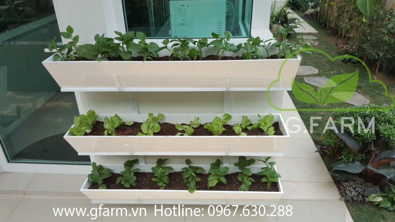 Thiết kế và Thi công dự án Rau sạch sân vườn 30m2 - Cô Hạnh
