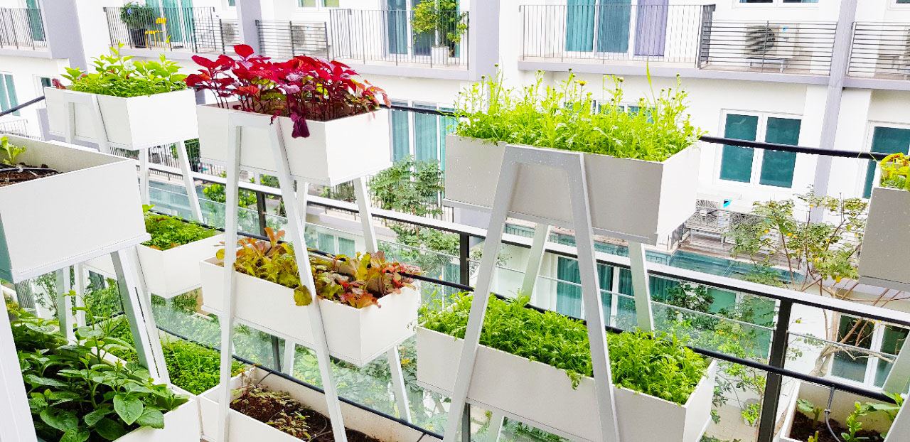 Thiết kế vườn rau sân thượng tại Hà nội