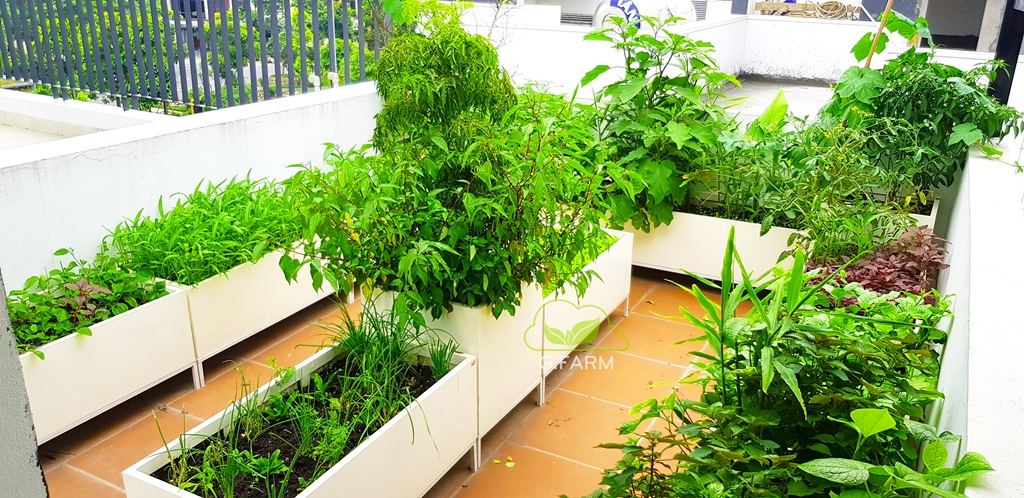 Thiết kế vườn rau sân thượng tại Hà nội