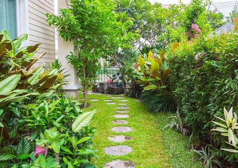 Vườn xinh rừng nhiệt đới xanh mát