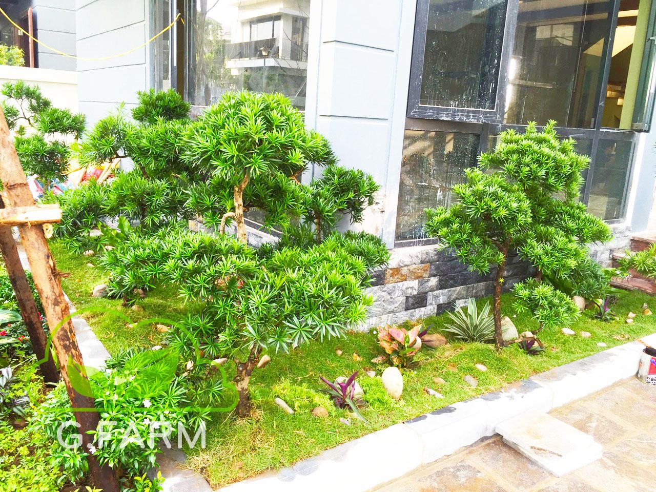 Vườn tùng la hán