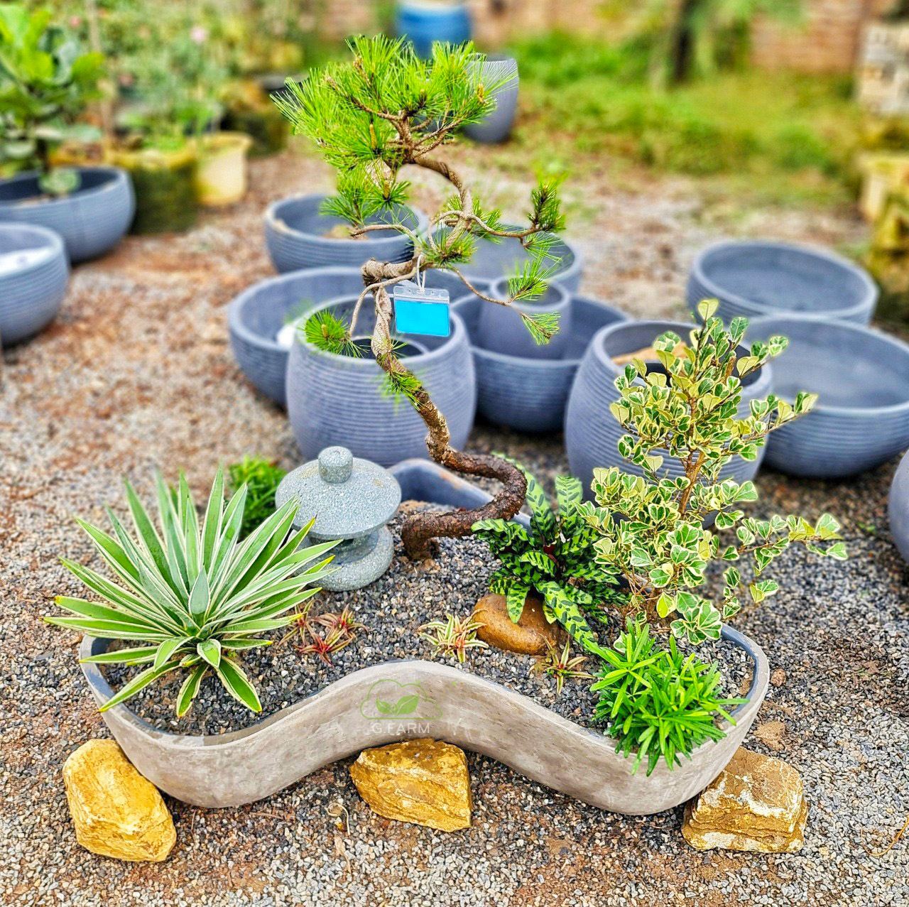 Tiểu cảnh chậu xi mặng nhỏ