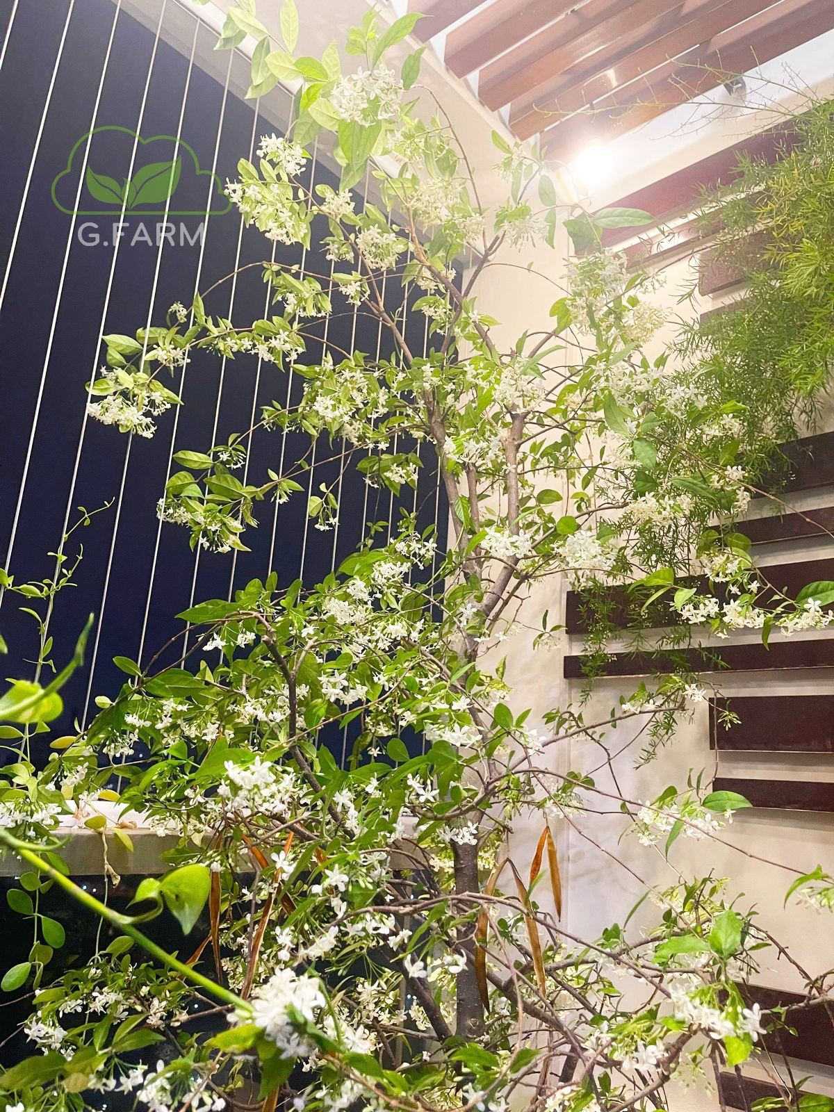 thiết kế sân vườn nhỏ