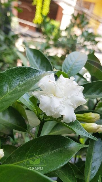 Thiết kế không gian xanh cho ban công tuyệt đẹp