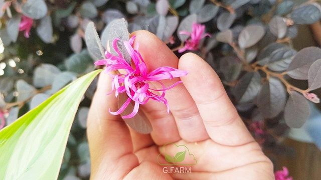 Thiết kế không gian xanh cho ban công tuyệt đẹp