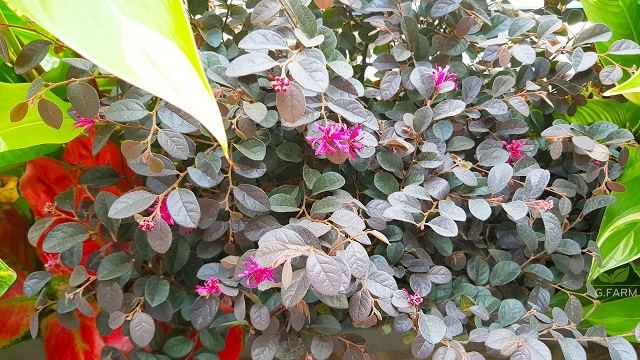 Thiết kế không gian xanh cho ban công tuyệt đẹp