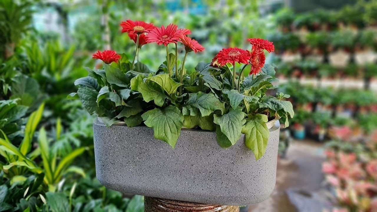 Chậu treo tường thế hệ mới tuyệt đẹp