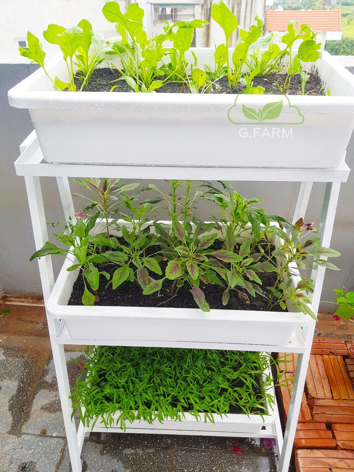 Vườn rau sạch sân thượng chị Diễm Trang
