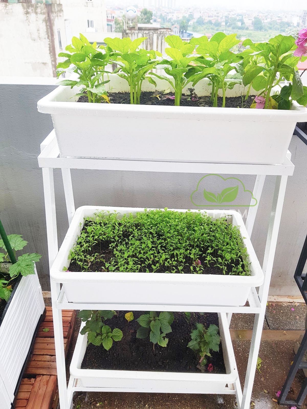 Vườn rau sạch sân thượng chị Diễm Trang