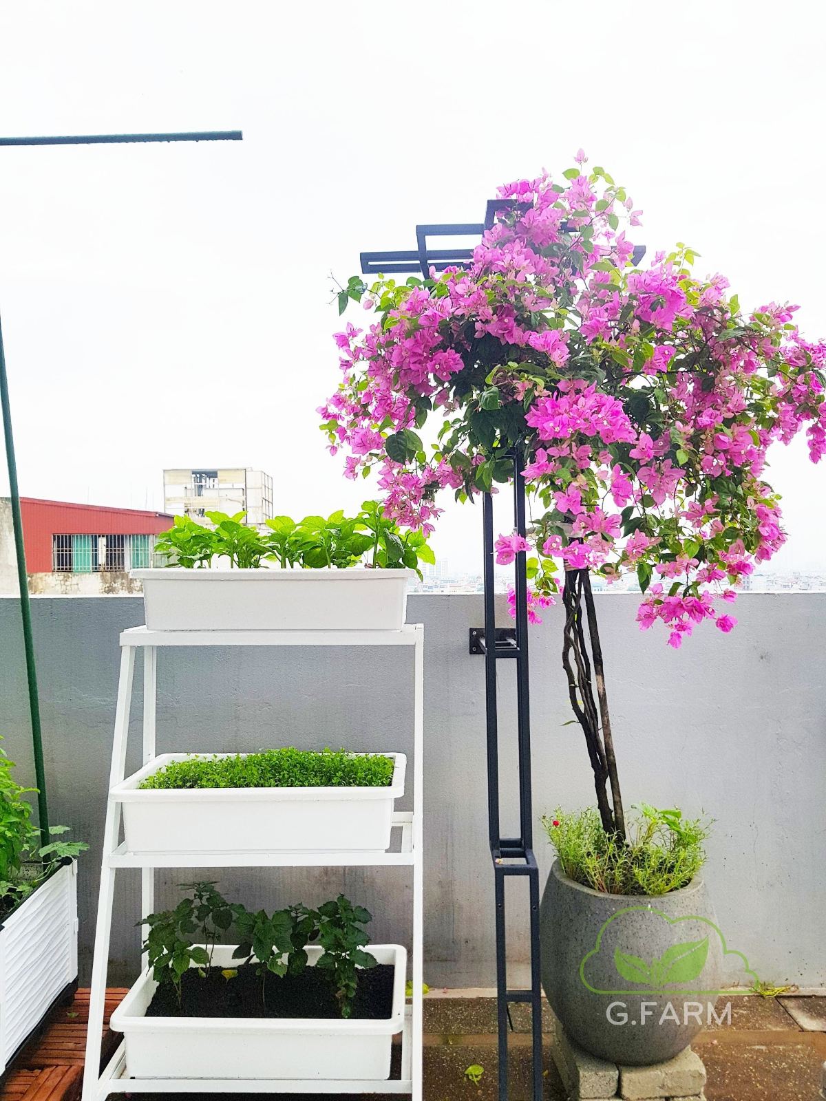 Vườn rau sạch sân thượng chị Diễm Trang