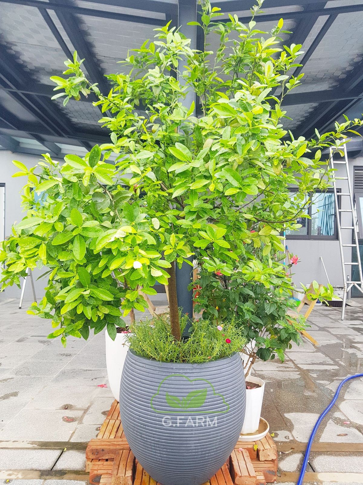 Vườn rau sạch sân thượng chị Diễm Trang