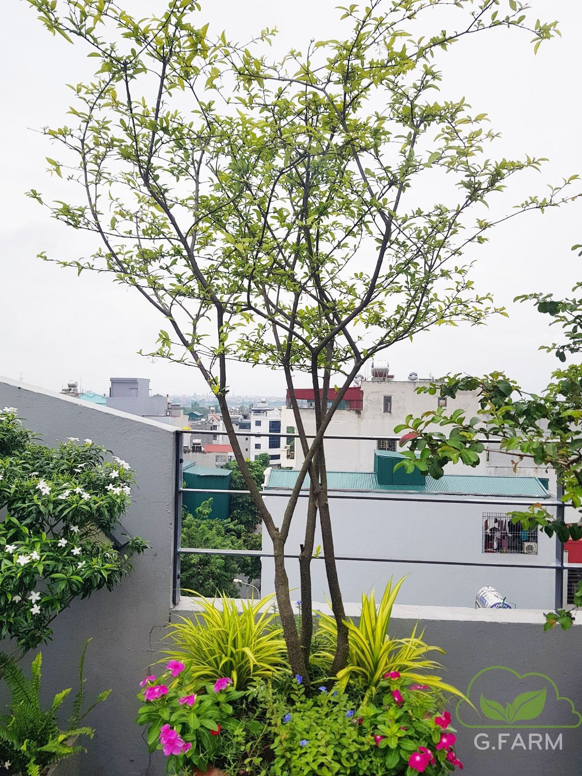 Vườn rau sạch sân thượng chị Diễm Trang