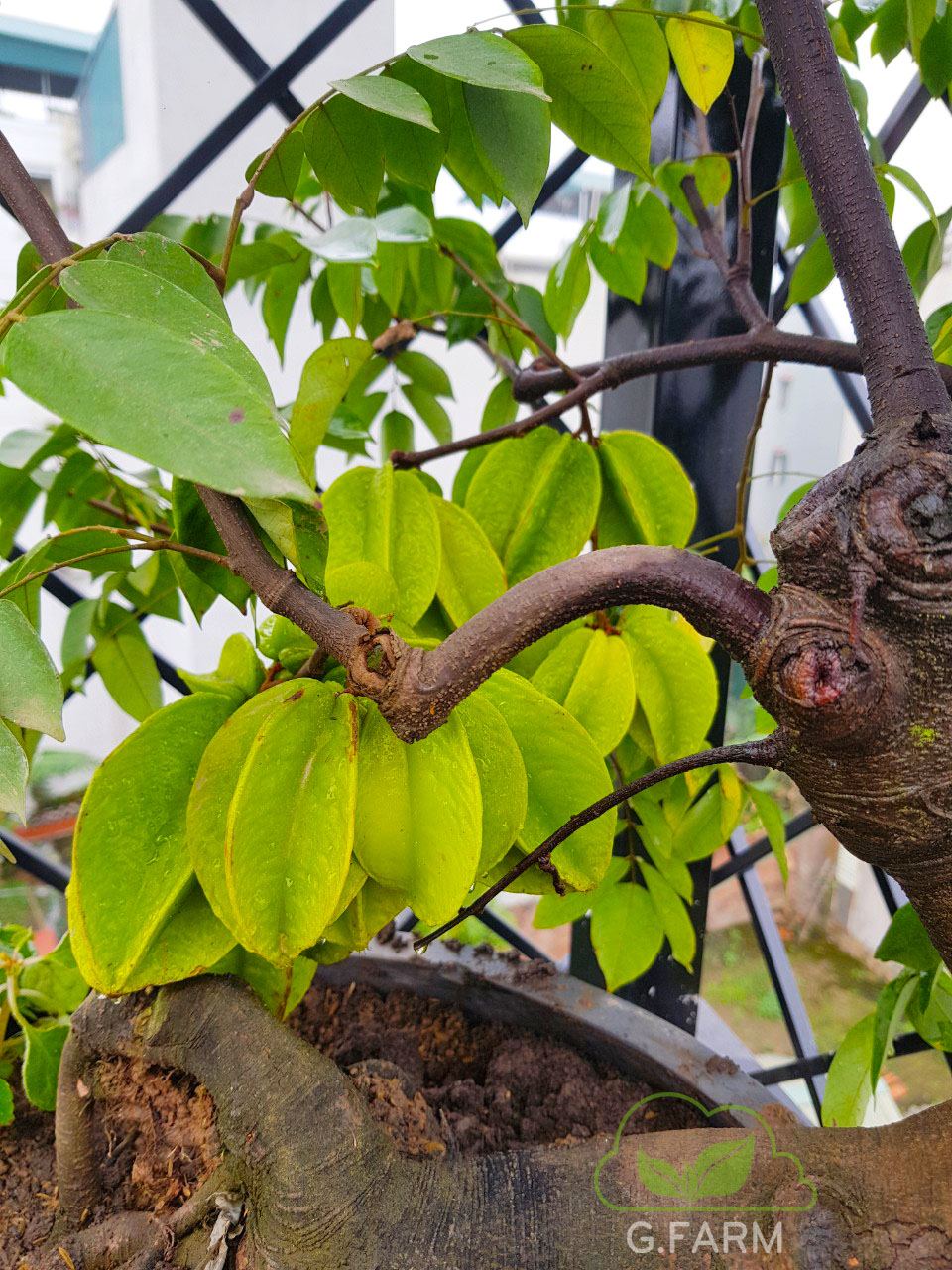 Vườn sân thượng Chị Lan Anh- Thạch Bàn