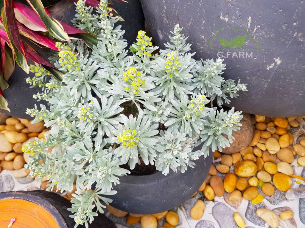 Vườn sân thượng Chị Tâm-  Phố Chính Kinh
