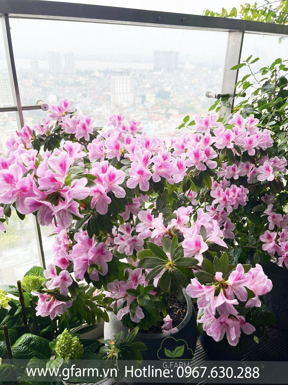 Hoa đỗ quyên đẹp Gfarm