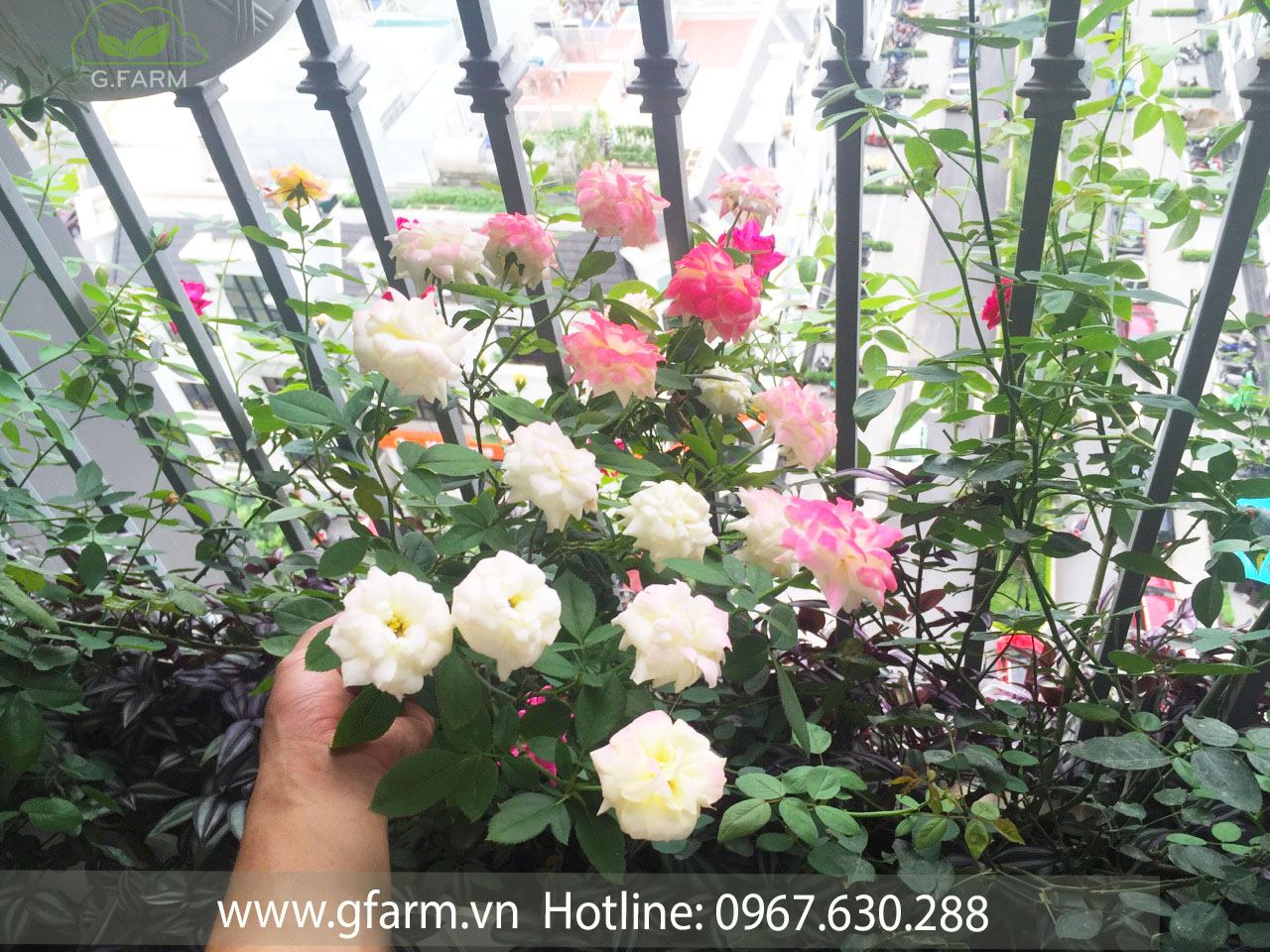 Hoa hồng đẹp ban công