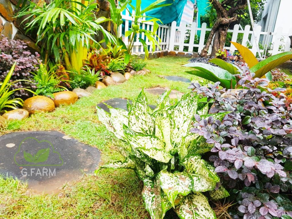 vườn đẹp