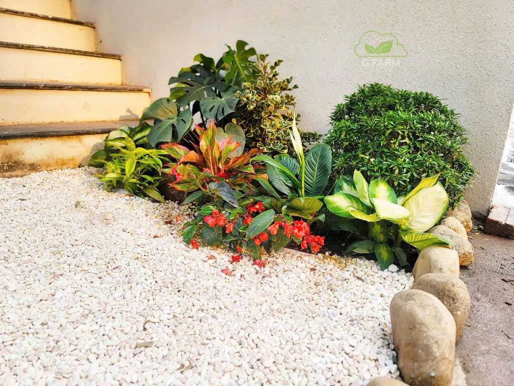 Tiểu cảnh giếng trời