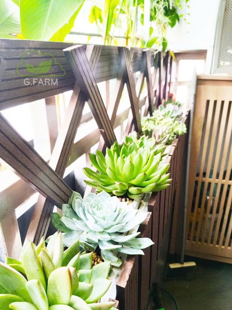 Ban công cây xanh nghệ thuật
