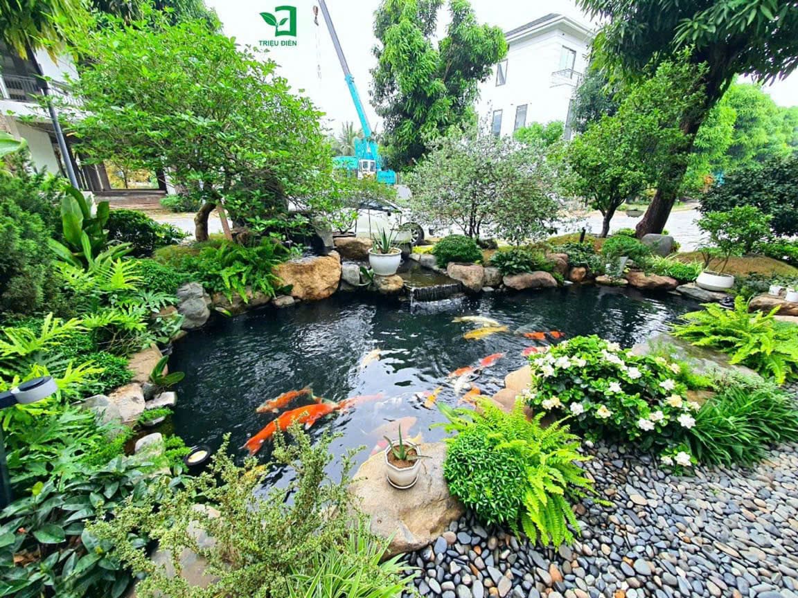 Thiết kế sân vườn biệt thự và hồ cá Koi