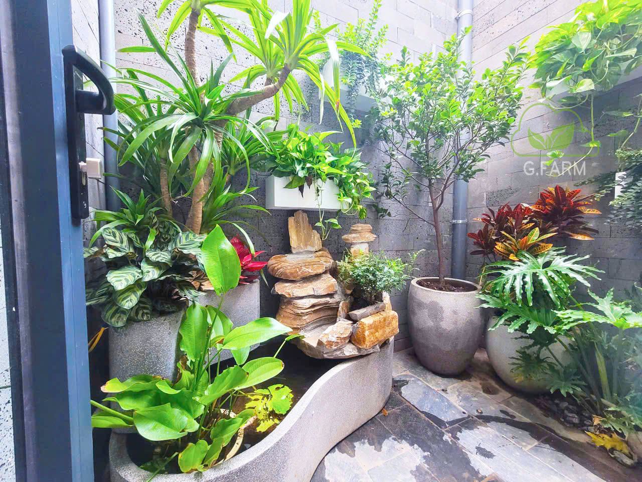 Dự án tiểu cảnh vườn nhà phố Long Biên 