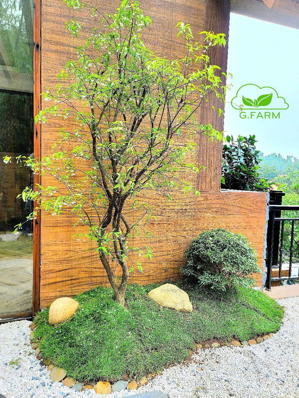 Tiểu cảnh vườn Nhật