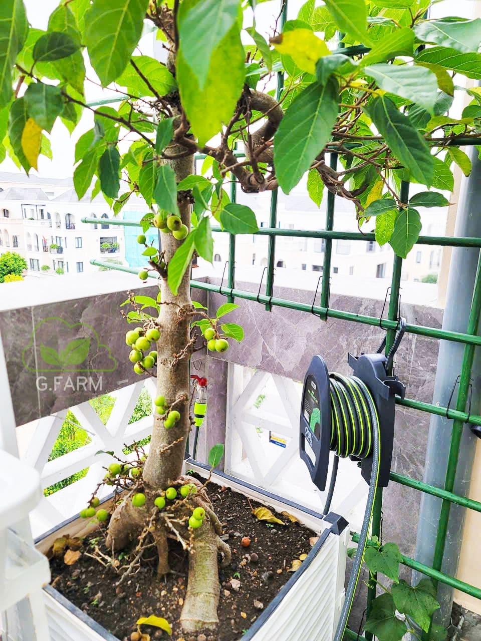 Thiết kế vườn rau
