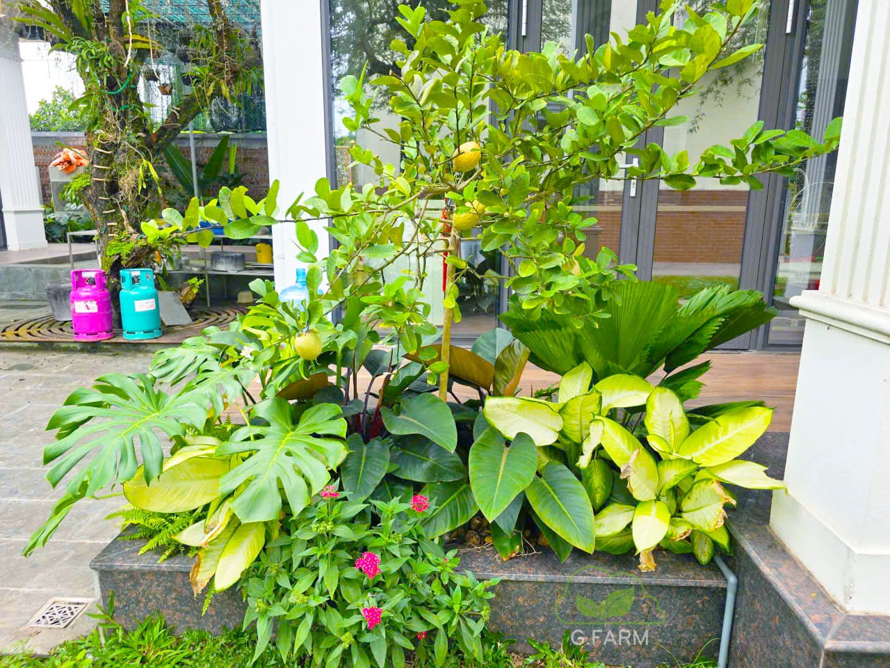 Sân vườn phong cách tropical năm 2026