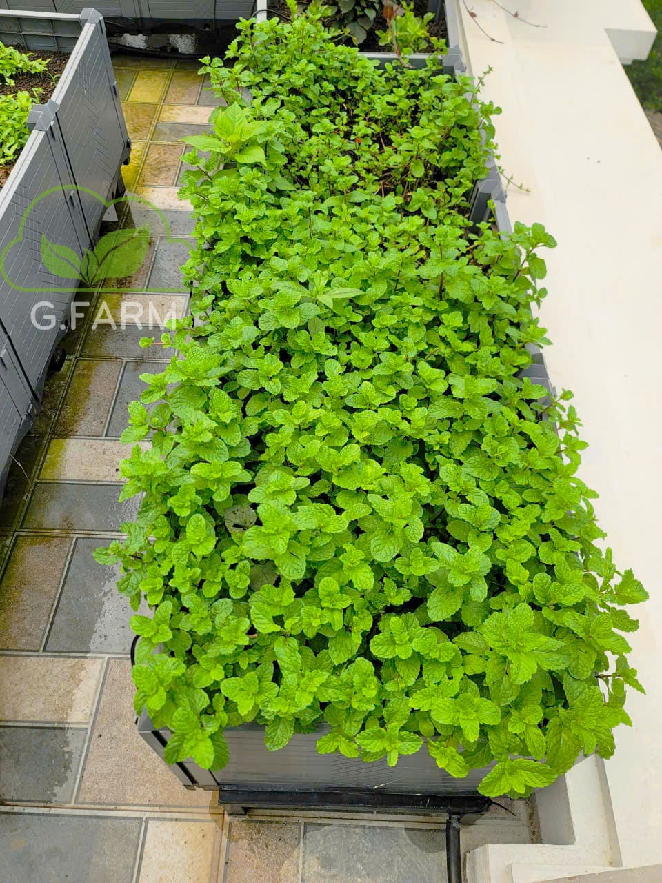 Thiết kế vườn rau