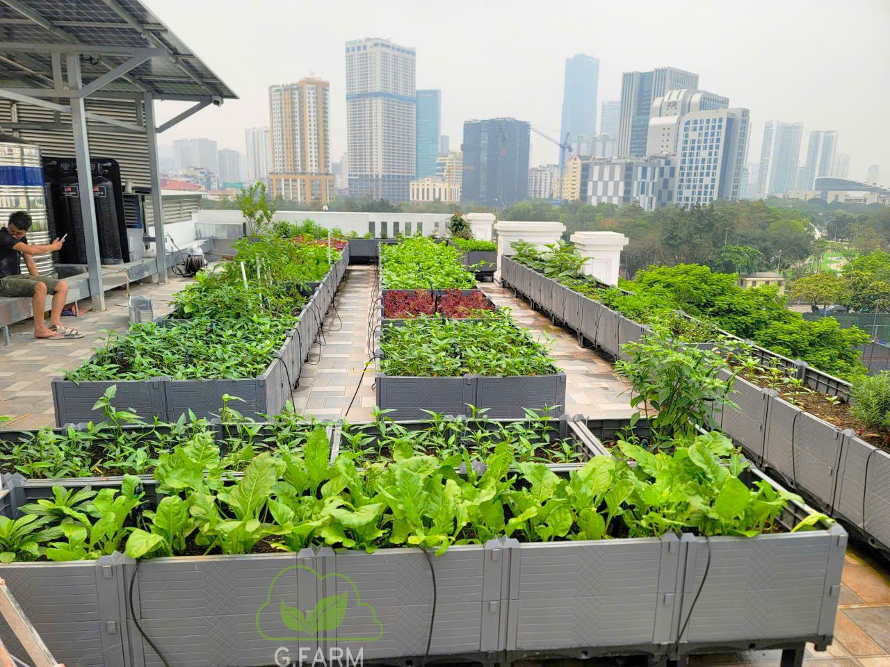 Thiết kế vườn rau