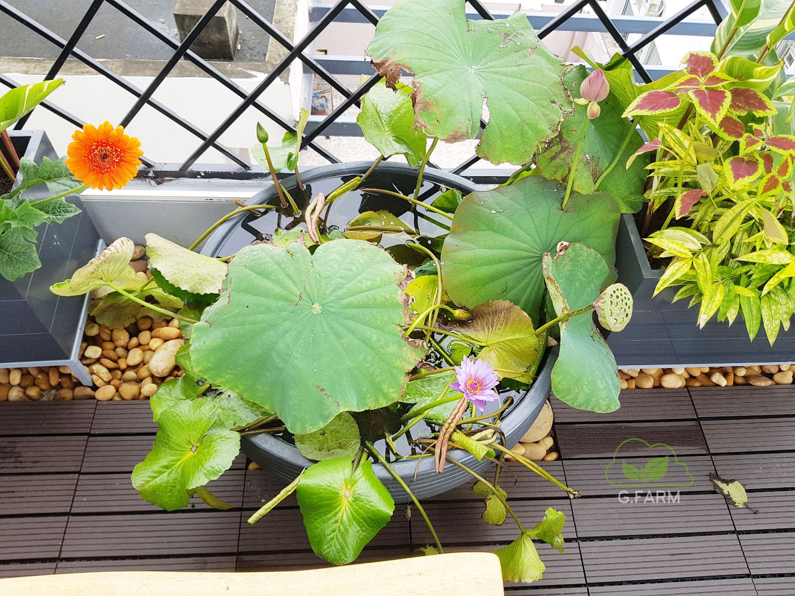 Sân thượng đẹp nhất Hà nội