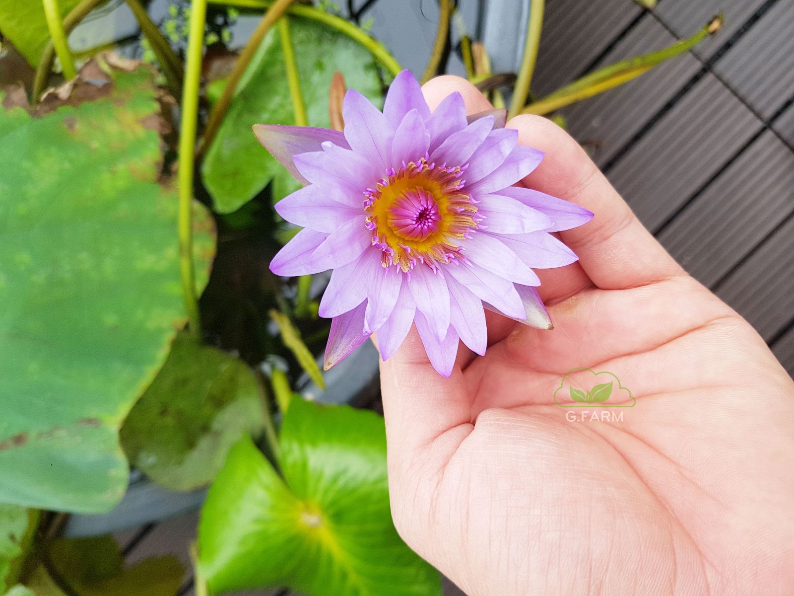Sân thượng đẹp nhất Hà nội