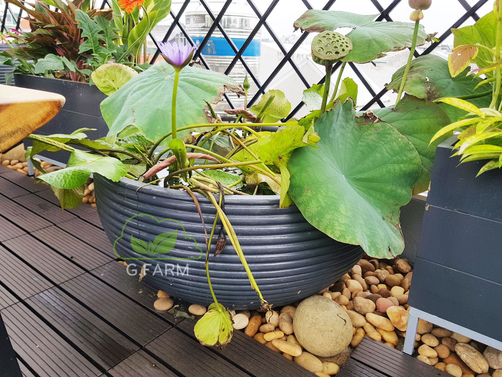 Sân thượng đẹp nhất Hà nội