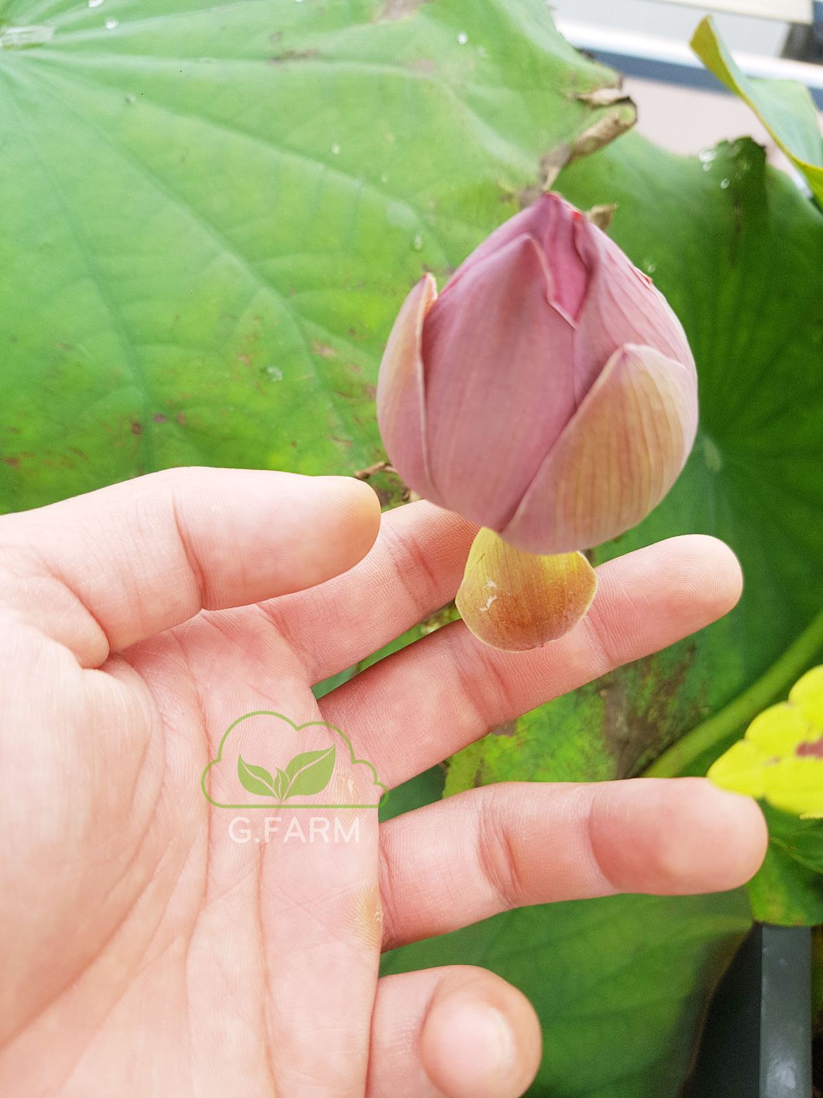 Sân thượng đẹp nhất Hà nội