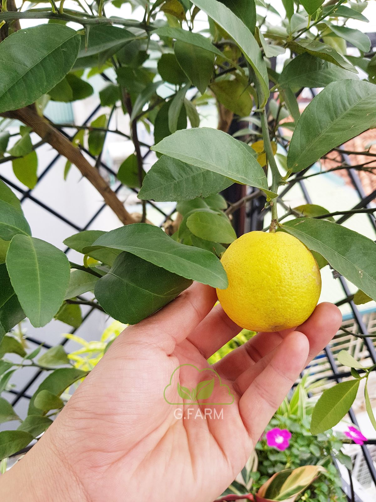 Sân thượng đẹp nhất Hà nội