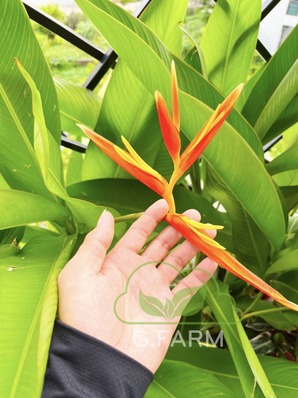 vuon-san-thuong-dep-thang-08.2022