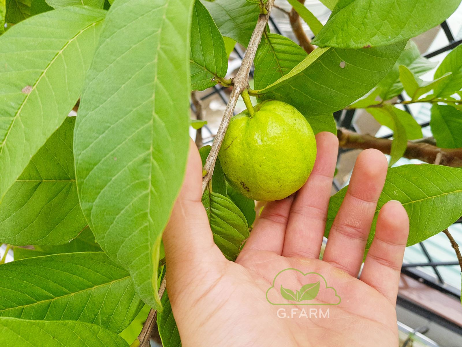 vuon-san-thuong-dep-thang-08.2022