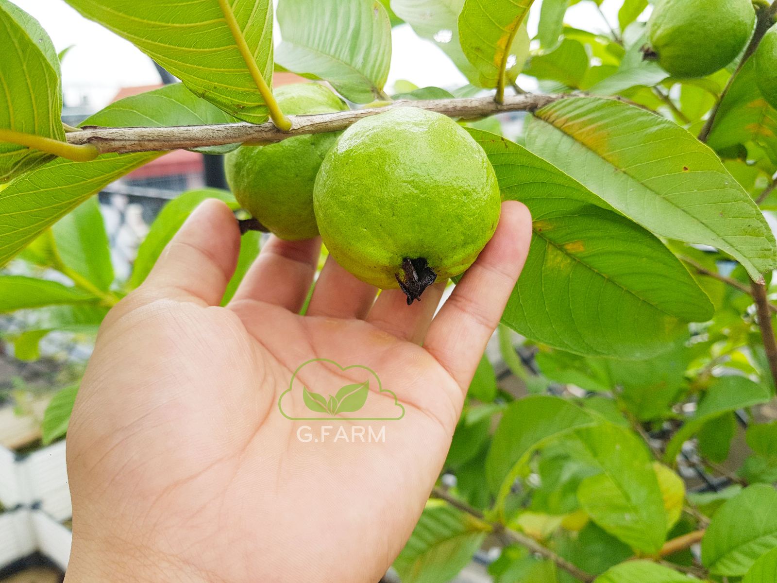 vuon-san-thuong-dep-thang-08.2022