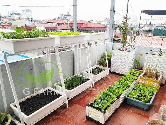 Vườn rau sạch trên sân thượng