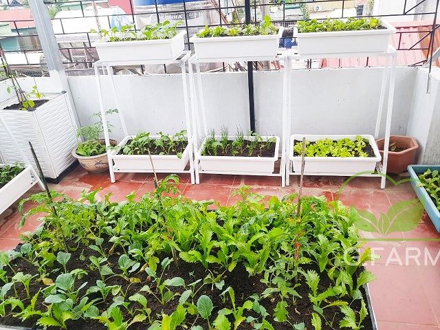 Vườn rau sạch trên sân thượng
